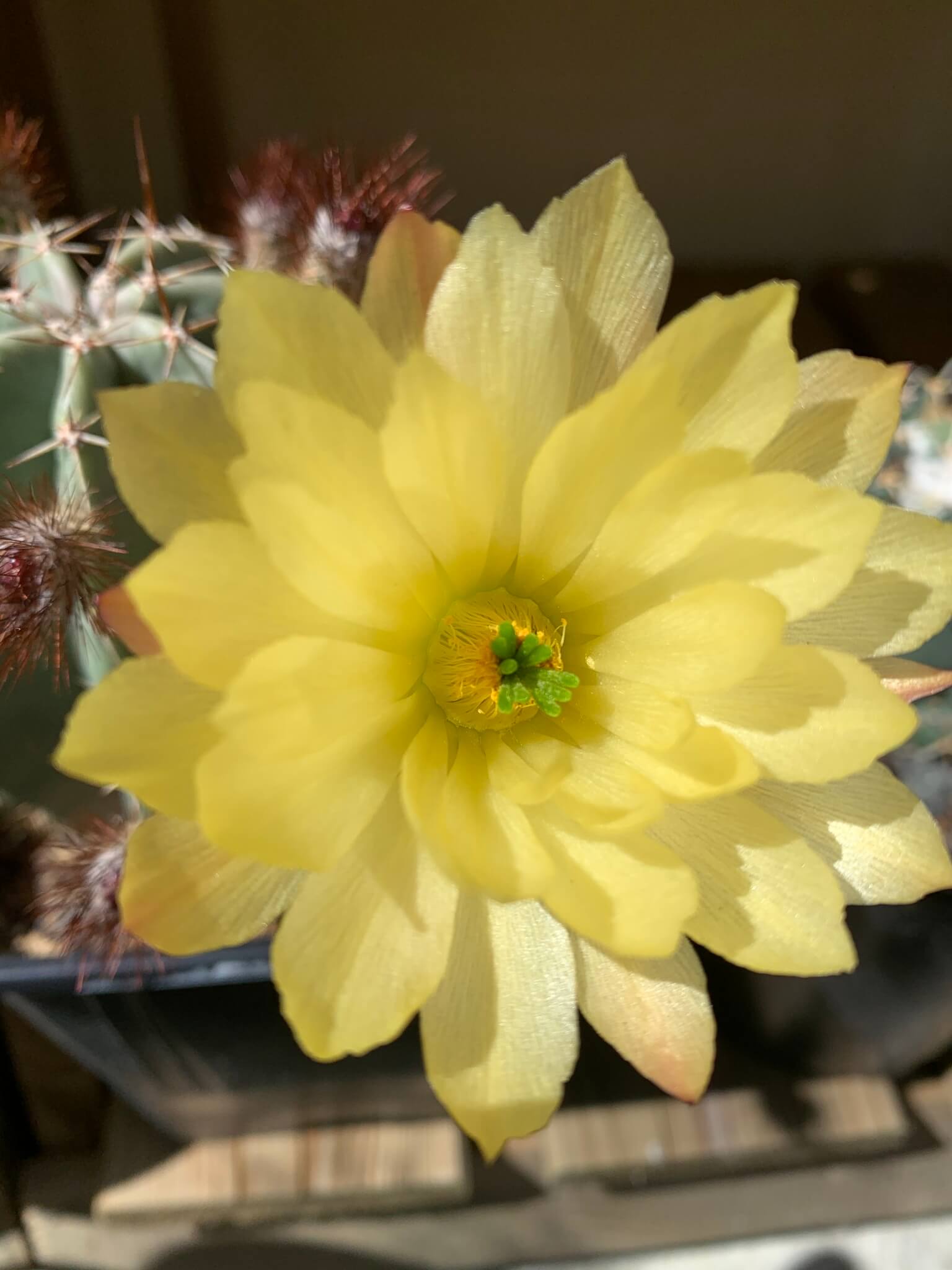 Echinocereus subinermis 
